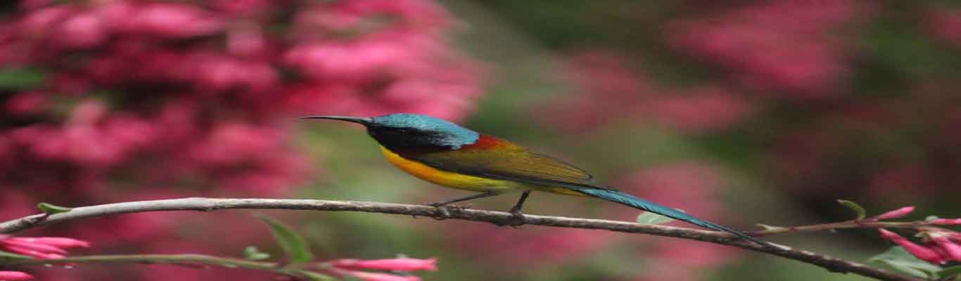 Anuradhas Homestay